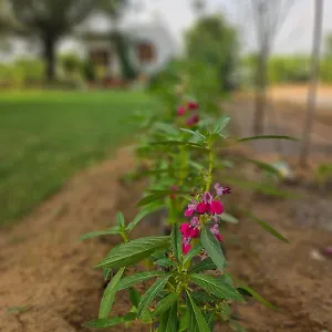 Farm stay Bliss Farm